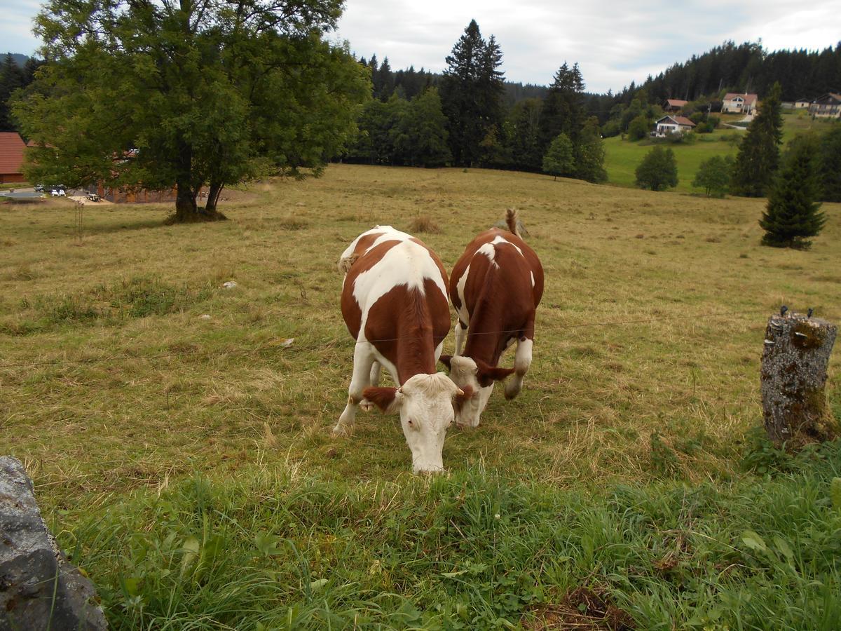 Appartement La Timoniere Gerardmer Exterior photo